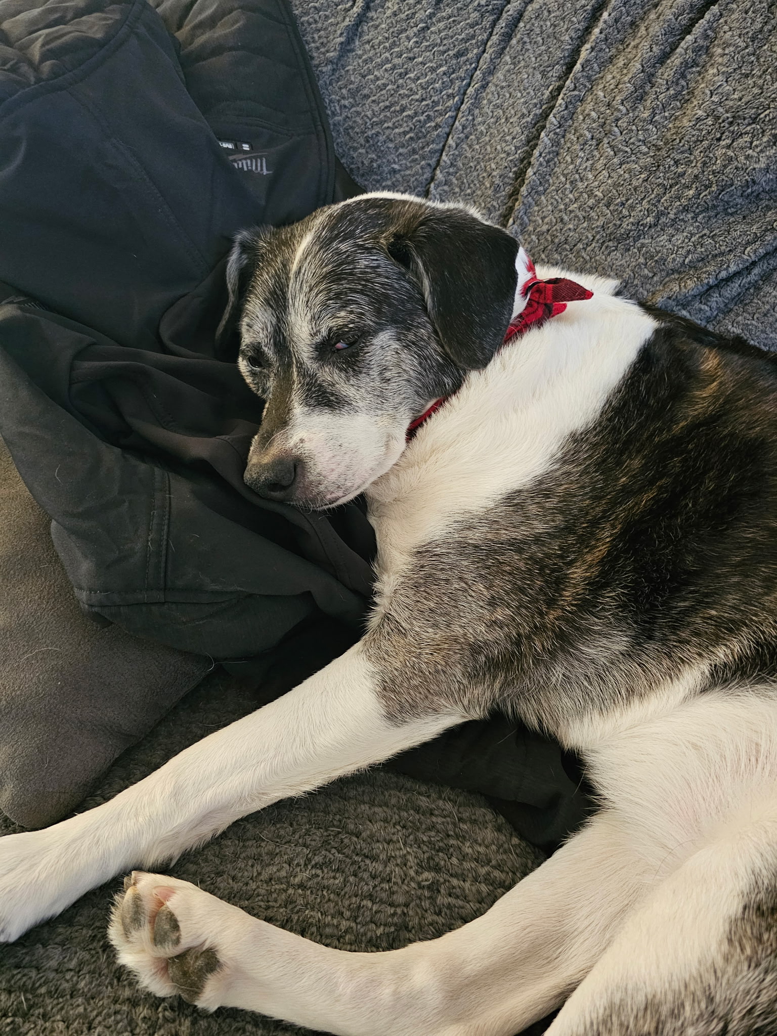 Lucy the office dog providing tech support at JIL Technology